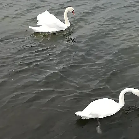 Sellin - Am Neuensiener 08 Appartamento Seedorf (Rugen)