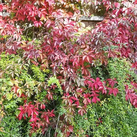 Sellin - Am Neuensiener 08 *